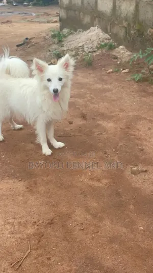 6-12 months Female Purebred American Eskimo