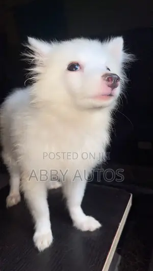 1-3 months Male Purebred American Eskimo