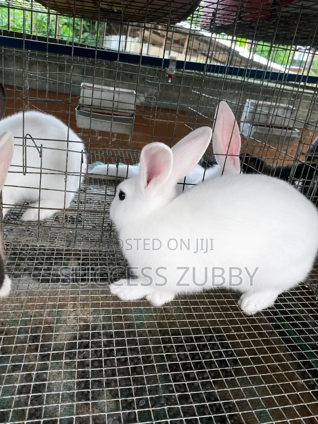 Palomino Rabbit