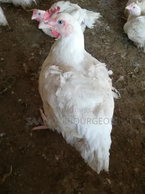 Chicken Selling