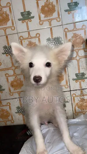 1-3 months Male Purebred American Eskimo