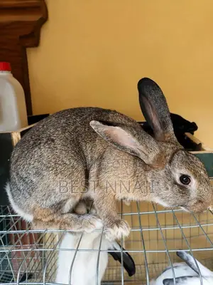 Rabbit for Sell
