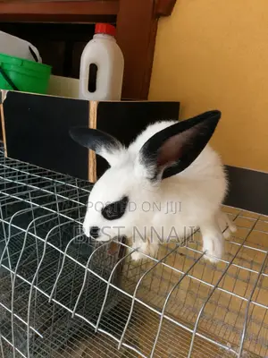 Rabbit for Sell