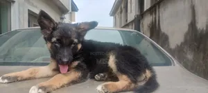 1-3 months Female Purebred German Shepherd