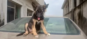 1-3 months Female Purebred German Shepherd