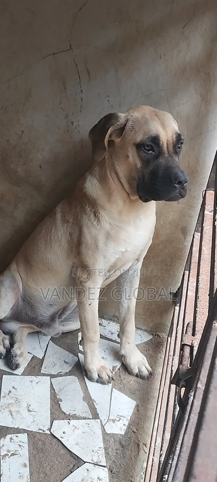 Male Boerboel Dog Available for Mating