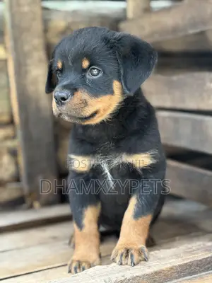 1-3 months Female Purebred Rottweiler
