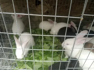 Rabbit Weaners for Sale