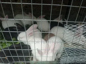 Rabbit Post-Weaners (6 - 10 Weeks) for Sale