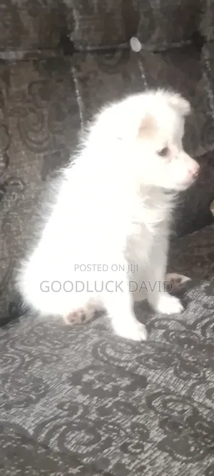 0-1 month Female Purebred American Eskimo