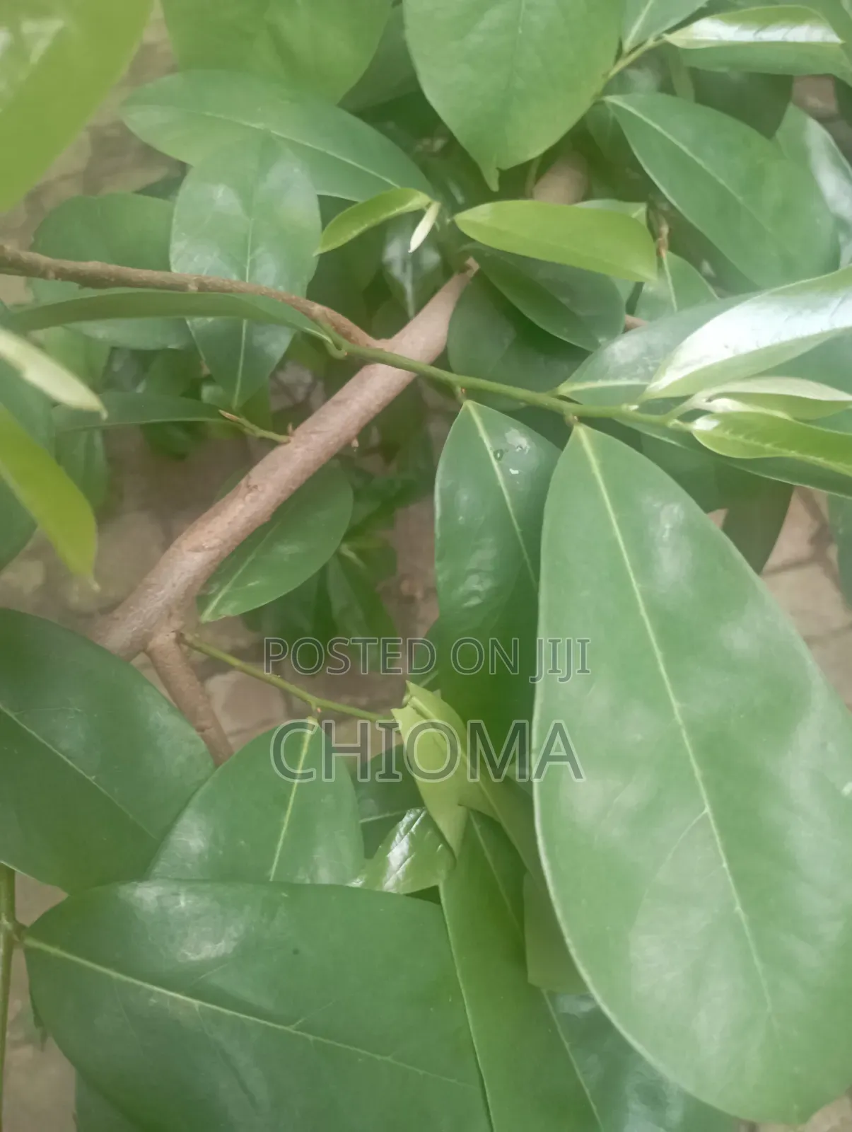 Soursop Leaf