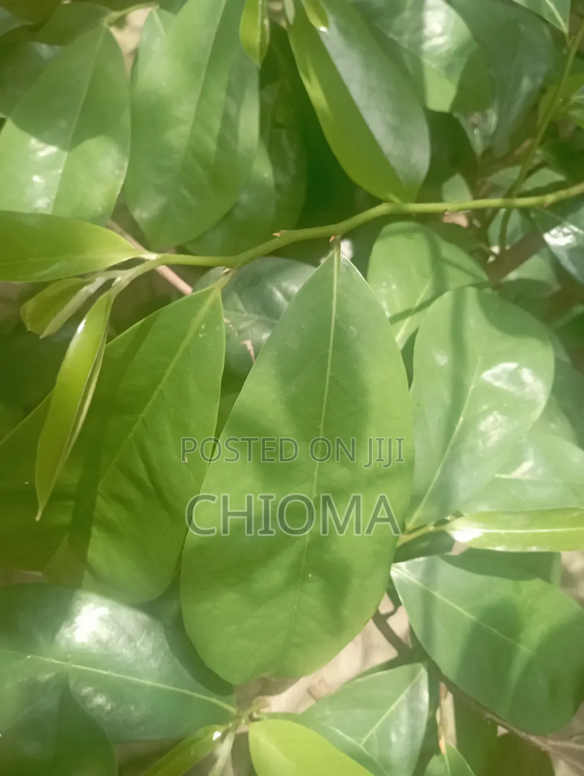 Soursop Leaf