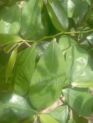 Soursop Leaf