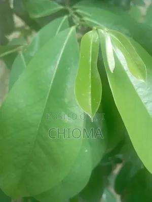 Soursop Leaf