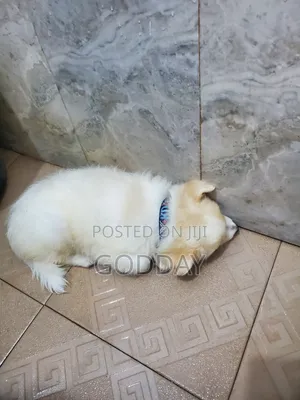 1-3 months Female Purebred American Eskimo