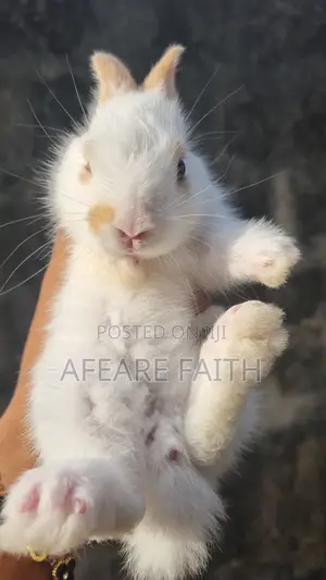 Healthy and Playful Live Rabbit for Sale