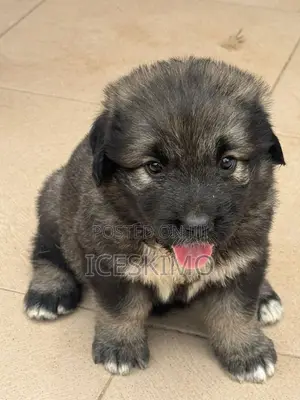 1-3 months Female Purebred Caucasian Shepherd