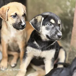 1-3 months Male Mixed Breed German Shepherd
