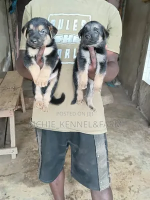 1-3 months Female Purebred German Shepherd