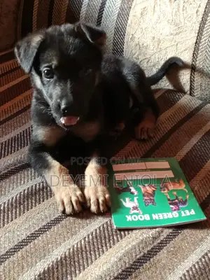 3-6 months Female Purebred German Shepherd