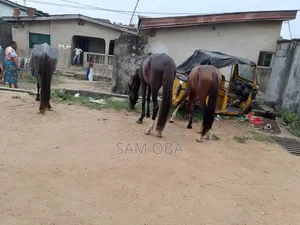 Horse Rentage and Sales