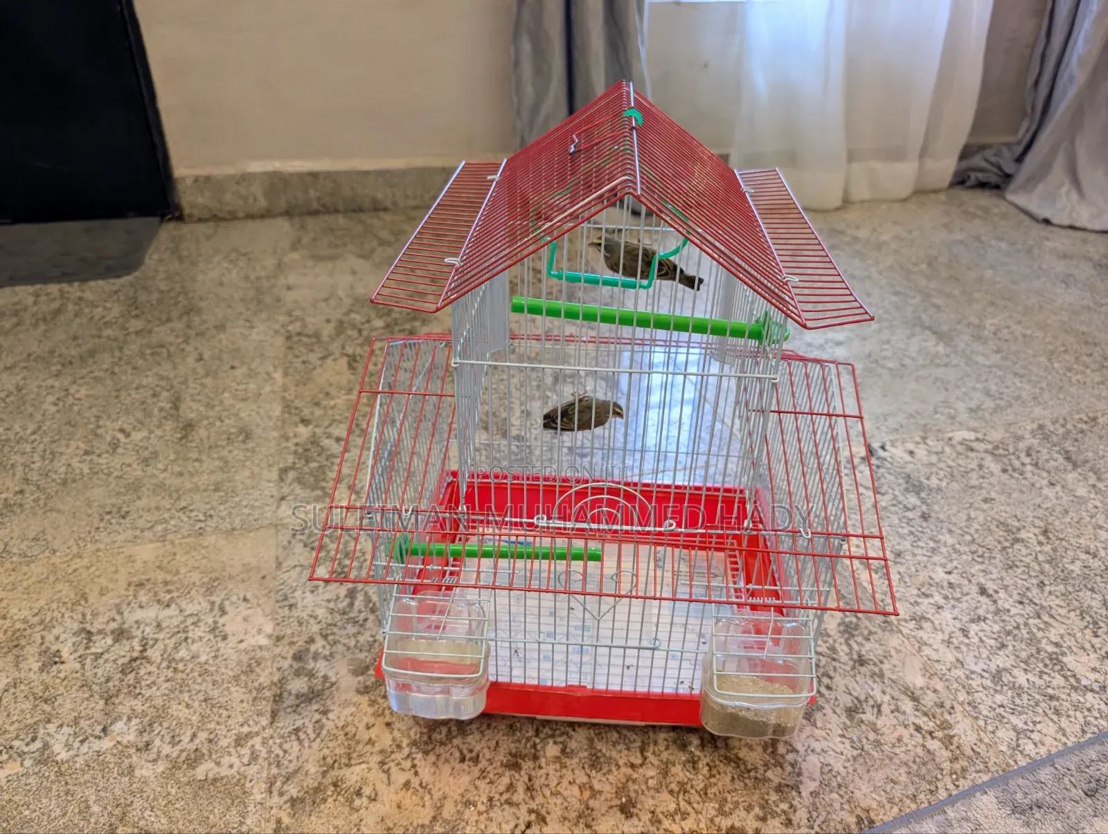 Canary Birds