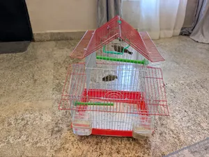 Canary Birds