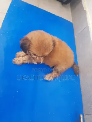 1-3 months Female Purebred Lhasa Apso