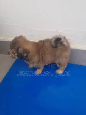 1-3 months Male Purebred Lhasa Apso