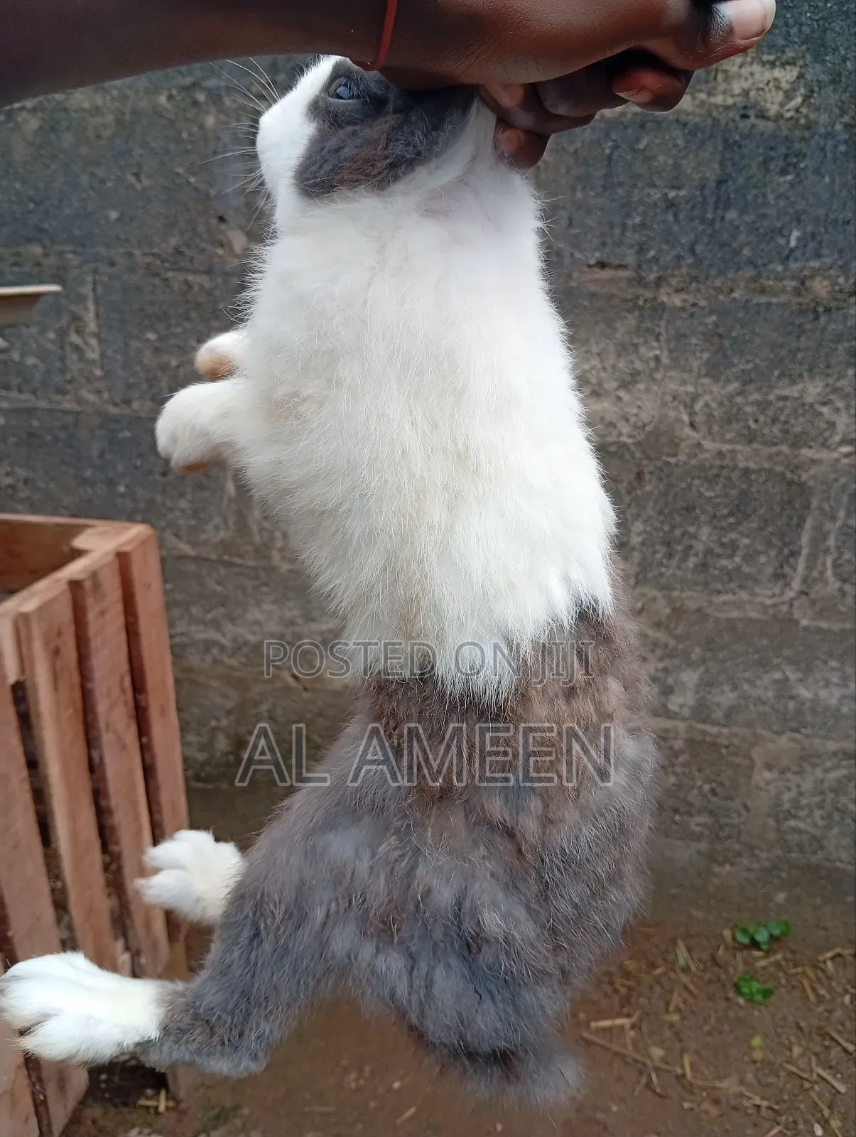 Healthy Rabbit for Sale