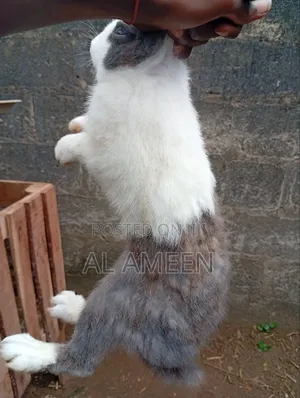 Healthy Rabbit for Sale