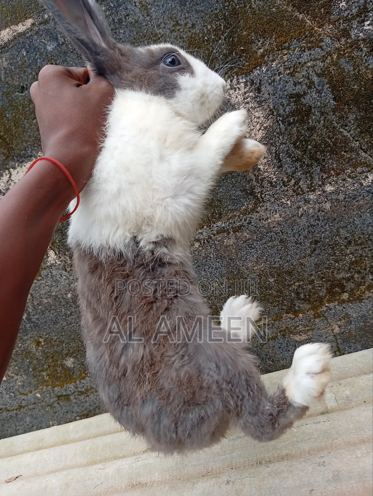Healthy Rabbit for Sale