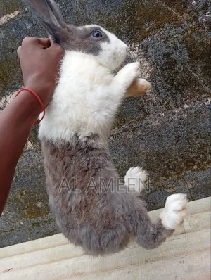 Healthy Rabbit for Sale