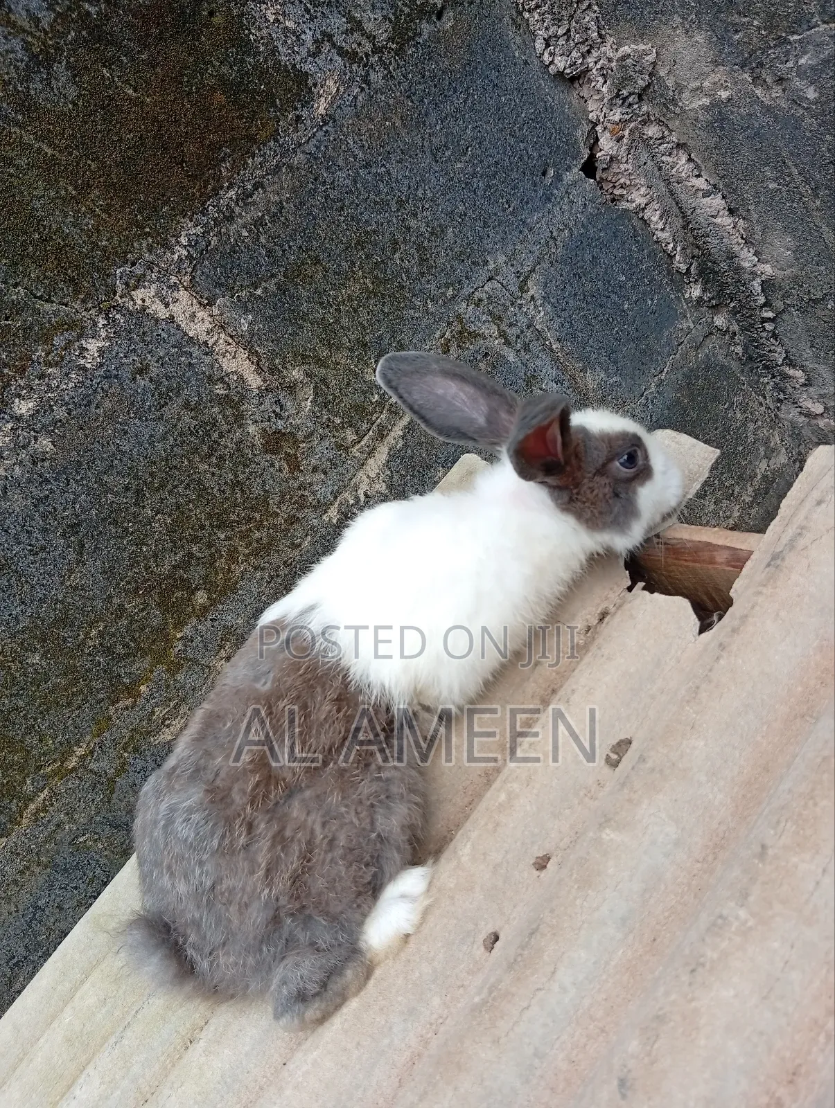 Healthy Rabbit for Sale