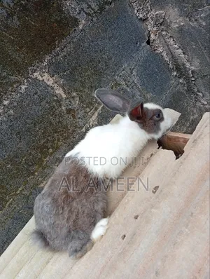 Healthy Rabbit for Sale
