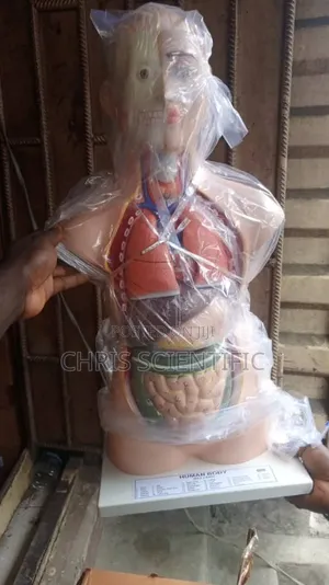 Torso Medium Size