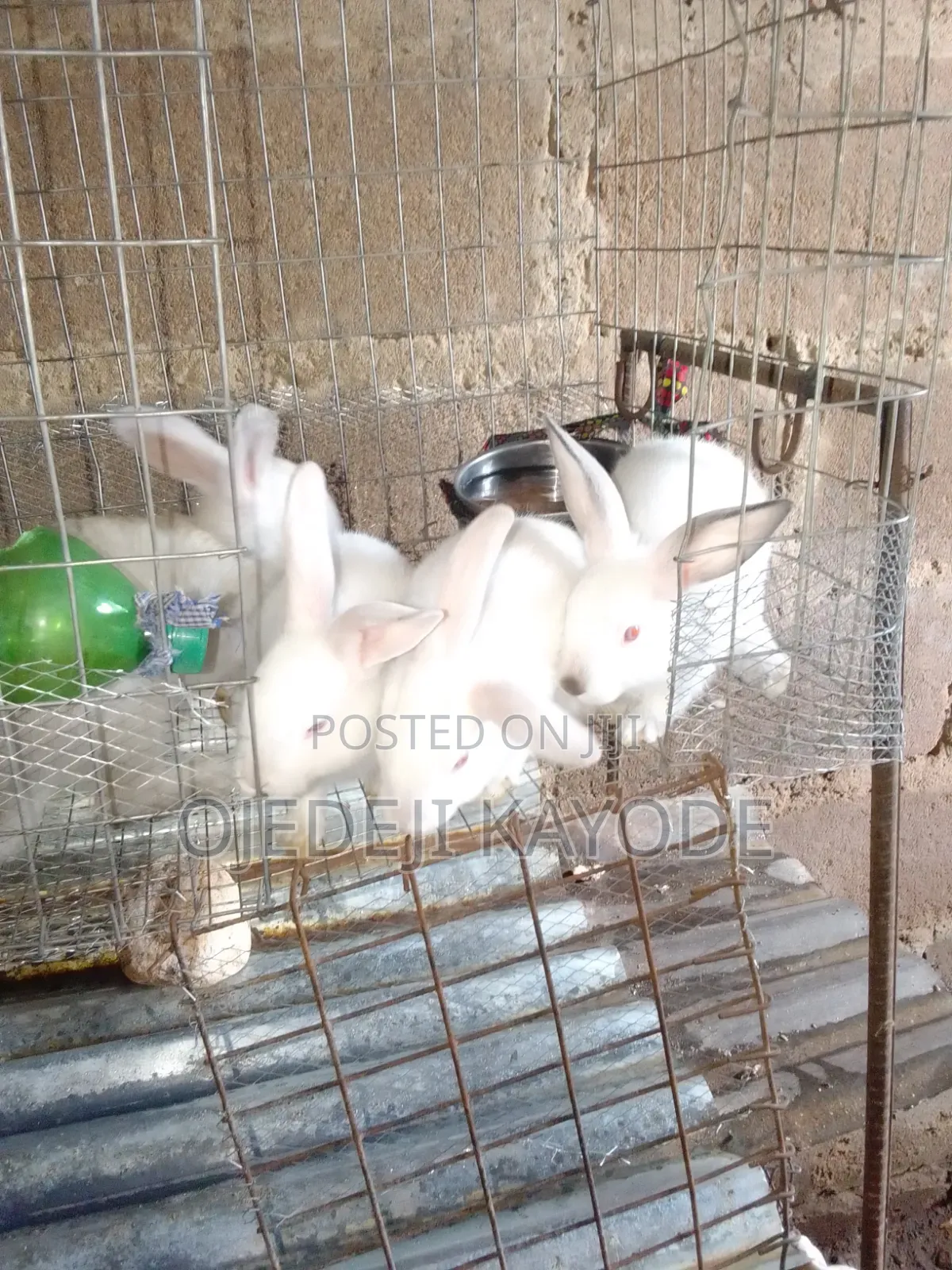 Rabbit Market