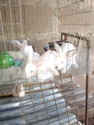 Rabbit Market