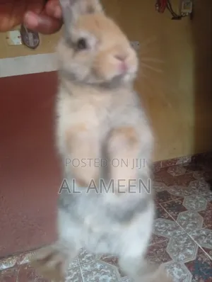 Healthy Rabbit for Sale 🐇🐇