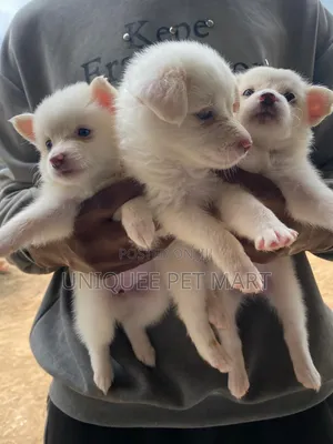 1-3 months Female Purebred American Eskimo