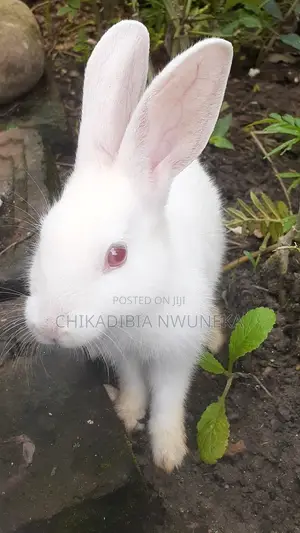 Rabbit for Sale 2 to 3 Months 4 to 5 Months