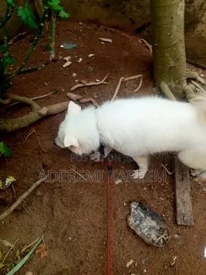 1+ year Male Purebred American Eskimo