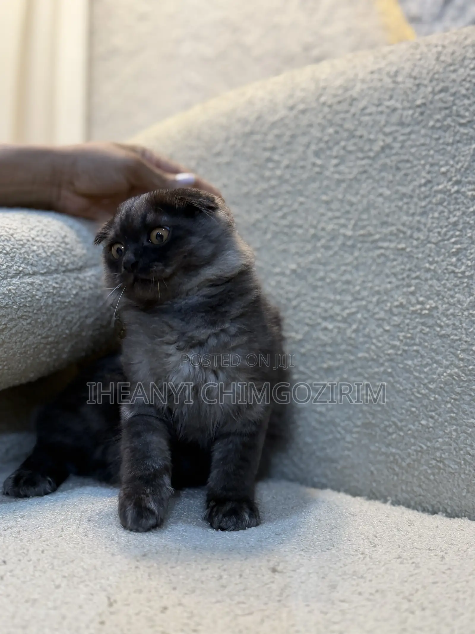 3-6 months Female Mixed Breed Scottish Fold