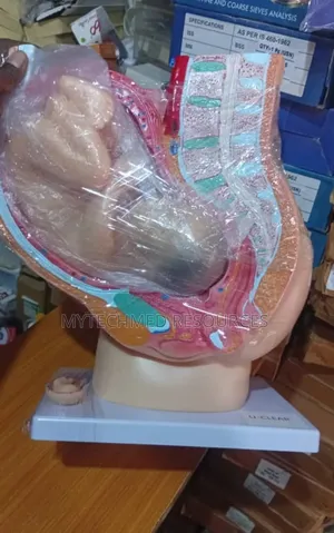 Pregnant Model