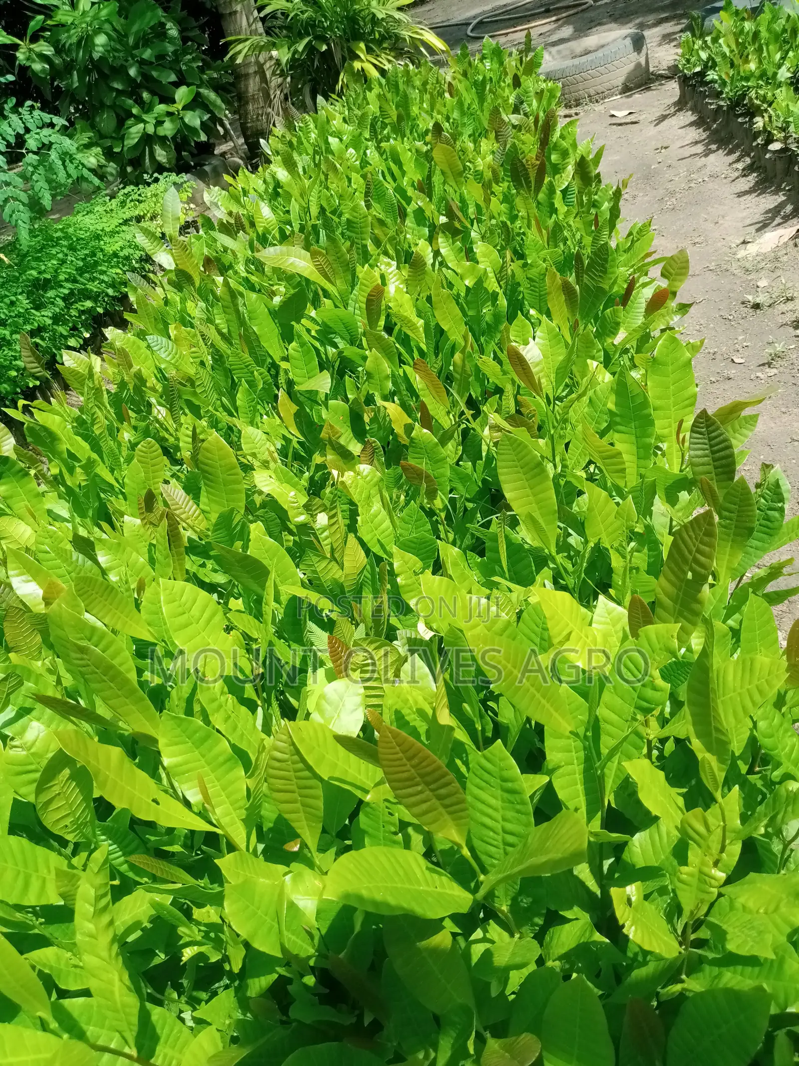 Cashew Seedling