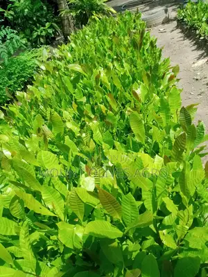 Cashew Seedling