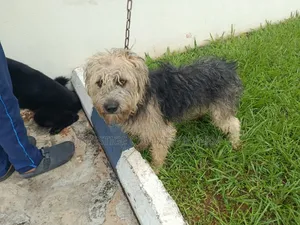 1+ year Male Mixed Breed Dog