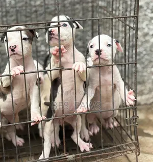 1-3 months Female Purebred American Pit Bull Terrier
