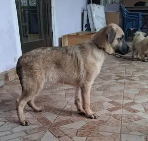 3-6 months Female Purebred German Shepherd