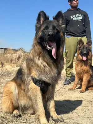 1+ year Female Purebred German Shepherd